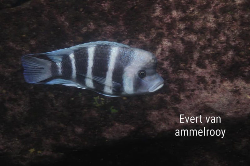 Cyphotilapia gibberosa 'Sumbu NP'